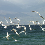 Озеро Охрид